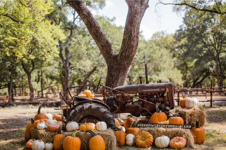 Picture of the of Midlothian Texas. its an beautiful view of a farm with colorful pumpkins in it and a tractor is there in the farm 