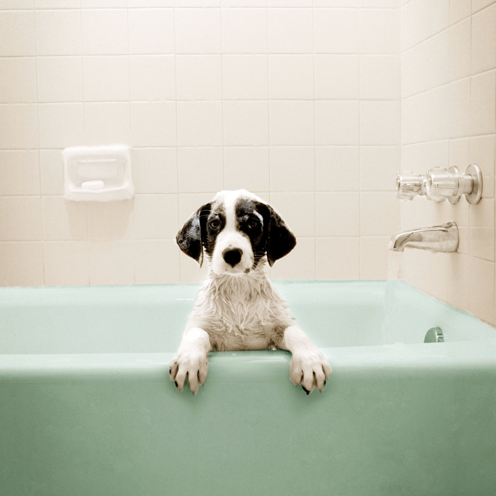 Picture of Refinished bathtub with dog inside. You can see a green bathtub and white tile background.