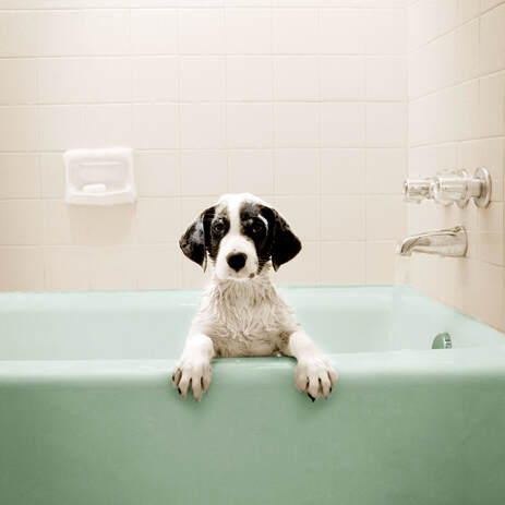 Picture of dog in resurfaced bathtub